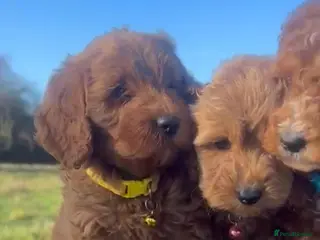 Cockapoo dogs Cockapoos - Advert 15