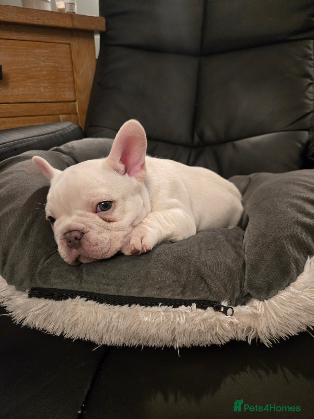 French Bulldog dogs for sale: Beautiful French Bulldog Puppies for sale - Advert 7