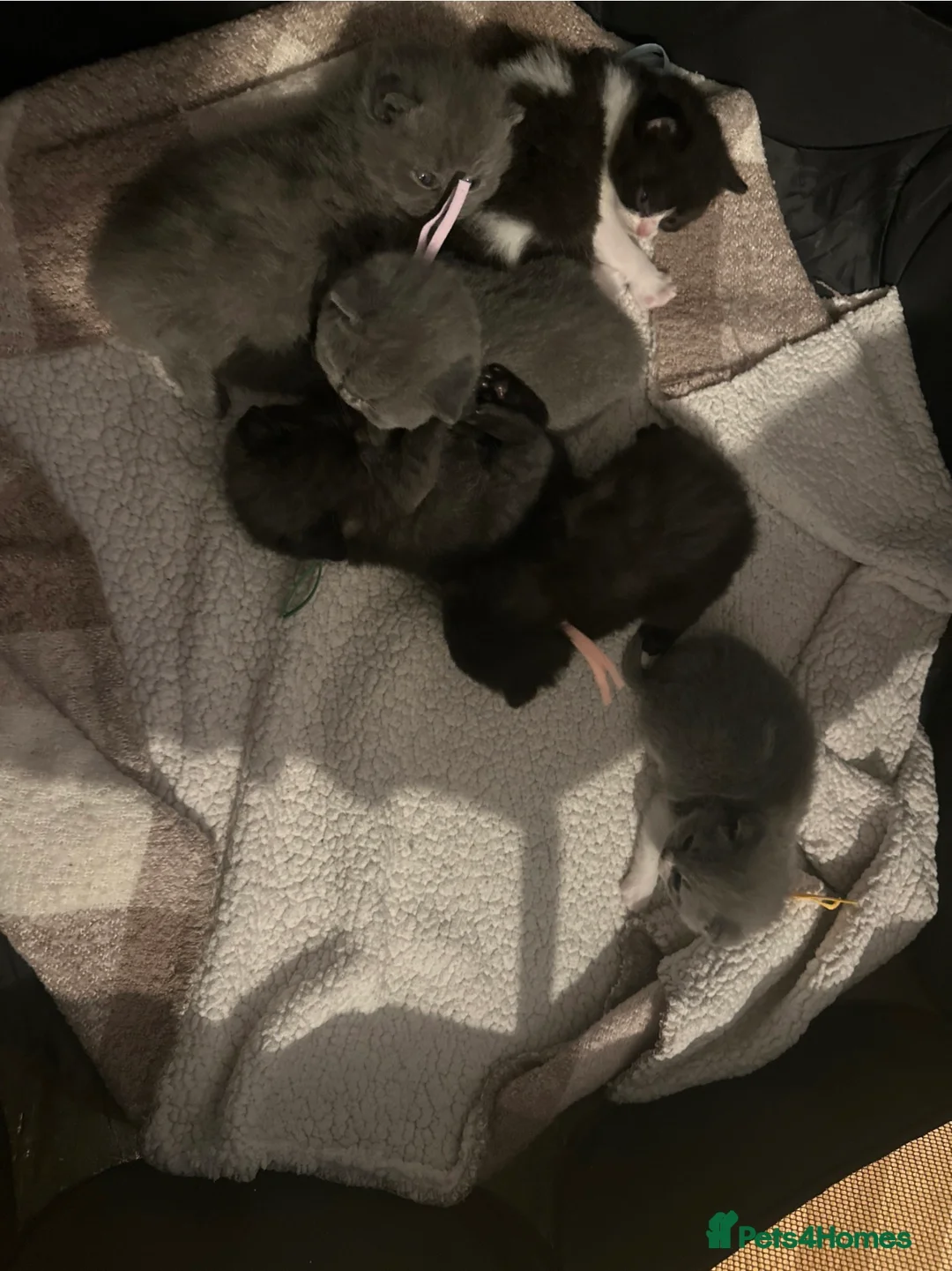 Mixed Breed cats for sale: My new lovely babies 😻looking for new home❤️ - Advert 4