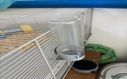 Hamster rodents for sale: Beautiful Syrian hamster - Image 9