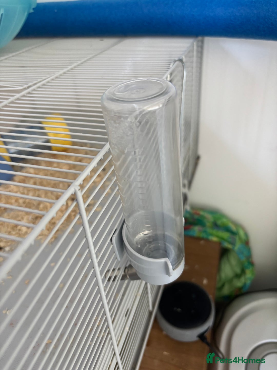 Hamster rodents for sale: Beautiful Syrian hamster - Image 9