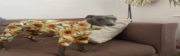Italian Greyhound dogs for sale: Loving Home Needed for The Best Italian Greyhound  - Advert 9