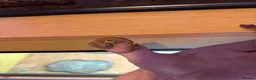 Gecko reptiles for sale: baby crested geckos  in Thetford - Advert 3