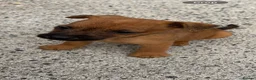Lakeland Terrier dogs for sale: Lakeland terriers READY NOW - Advert 21