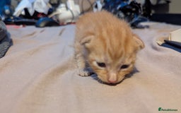 Domestic Shorthair cats for sale: 1 male ginger and 2 female black and white cats - Image 5