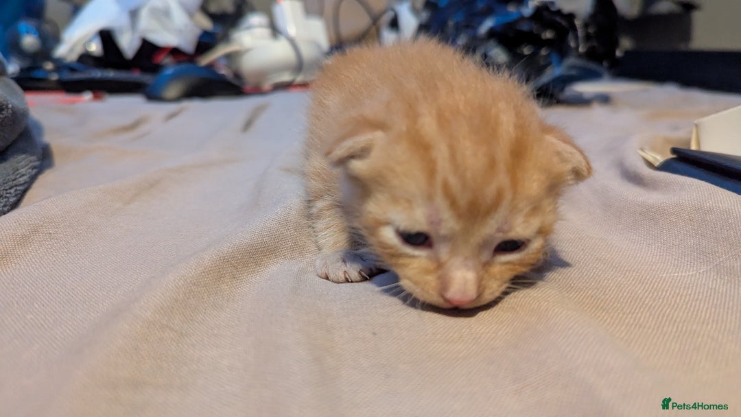 Domestic Shorthair cats for sale: 1 male ginger and 2 female black and white cats - Image 5