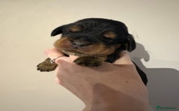 Cocker Spaniel dogs for sale: Beautiful Kc reg show cocker spaniels  - Image 5