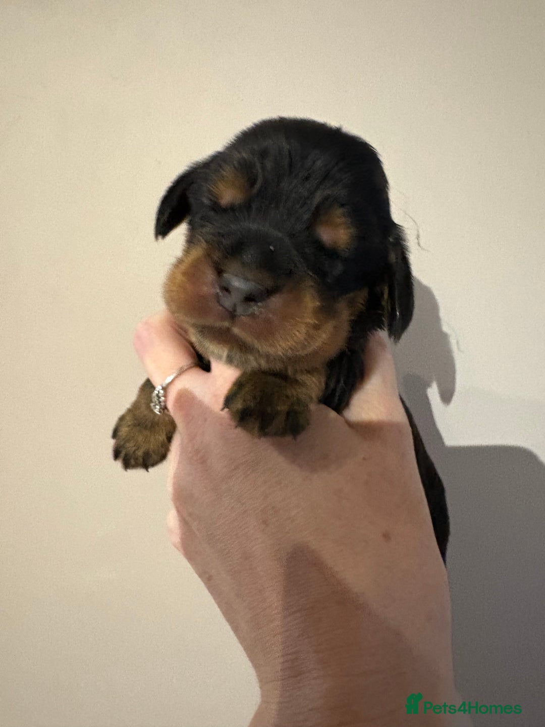 Cocker Spaniel dogs for sale: Beautiful Kc reg show cocker spaniels  - Image 5