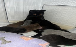 British Shorthair cats for sale: British short hair kittens - Image 7