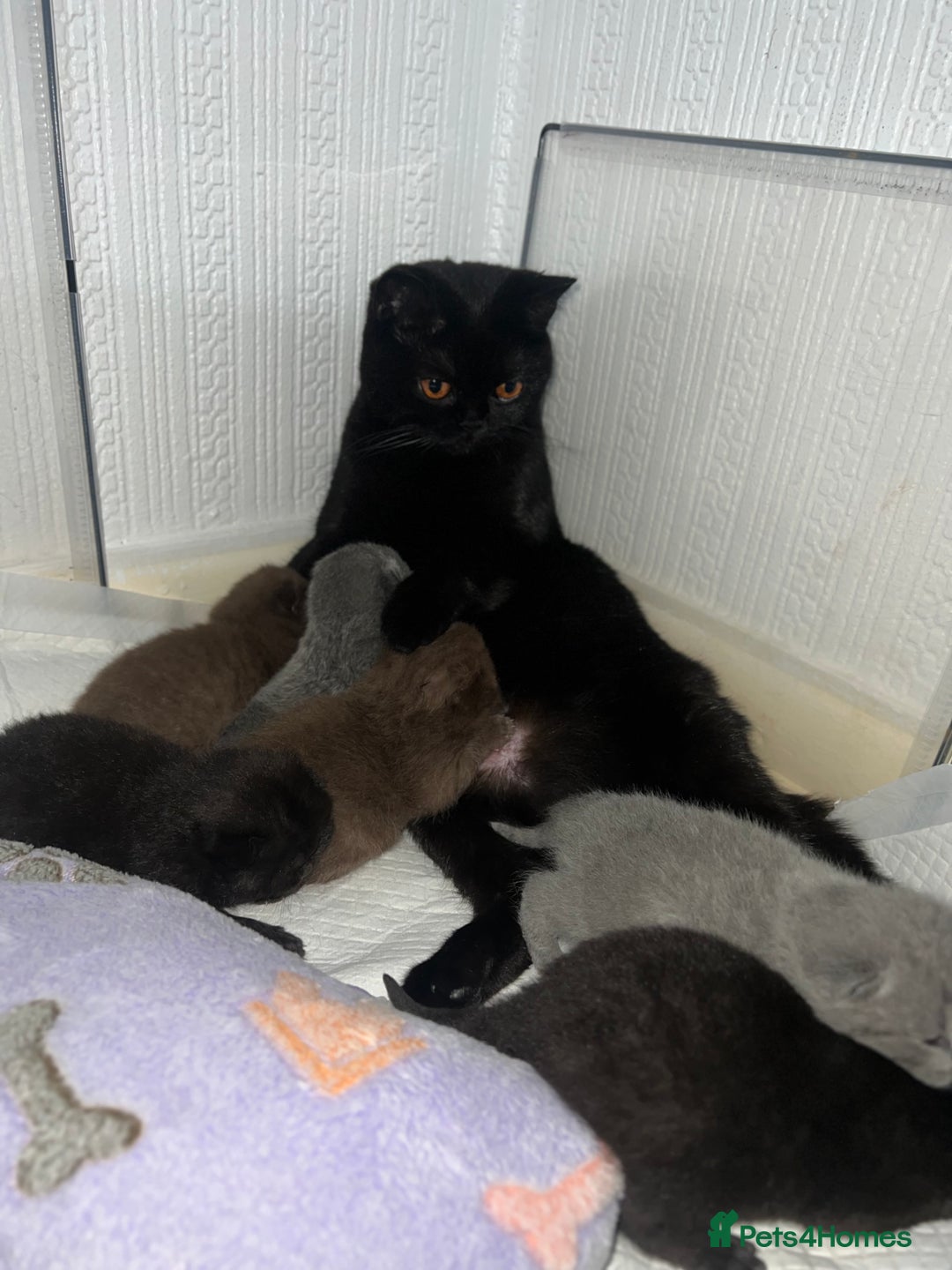 British Shorthair cats for sale: British short hair kittens - Image 7