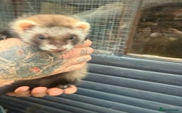 Ferret rodents for sale: Male and female part angora kits  - Image 2