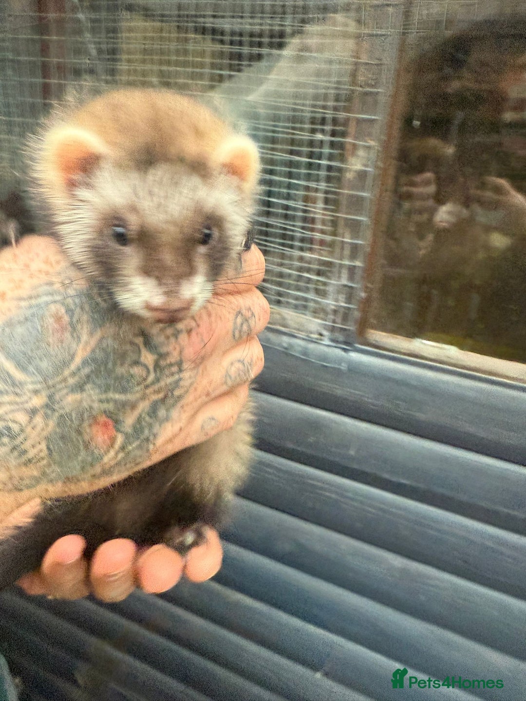 Ferret rodents for sale: Male and female part angora kits  - Image 2