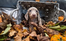 Miniature Dachshund dogs for sale: TRUE MINIATURE DASCHUND BABIES only 5 - Image 30