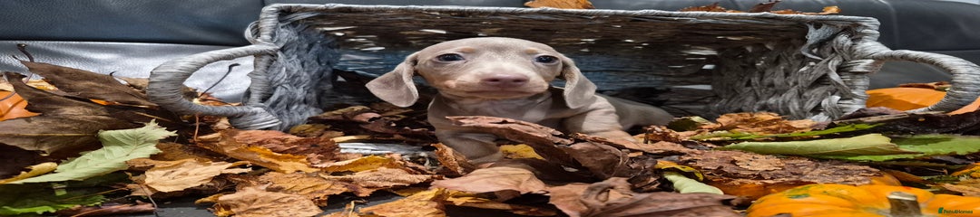 Miniature Dachshund Puppy 3