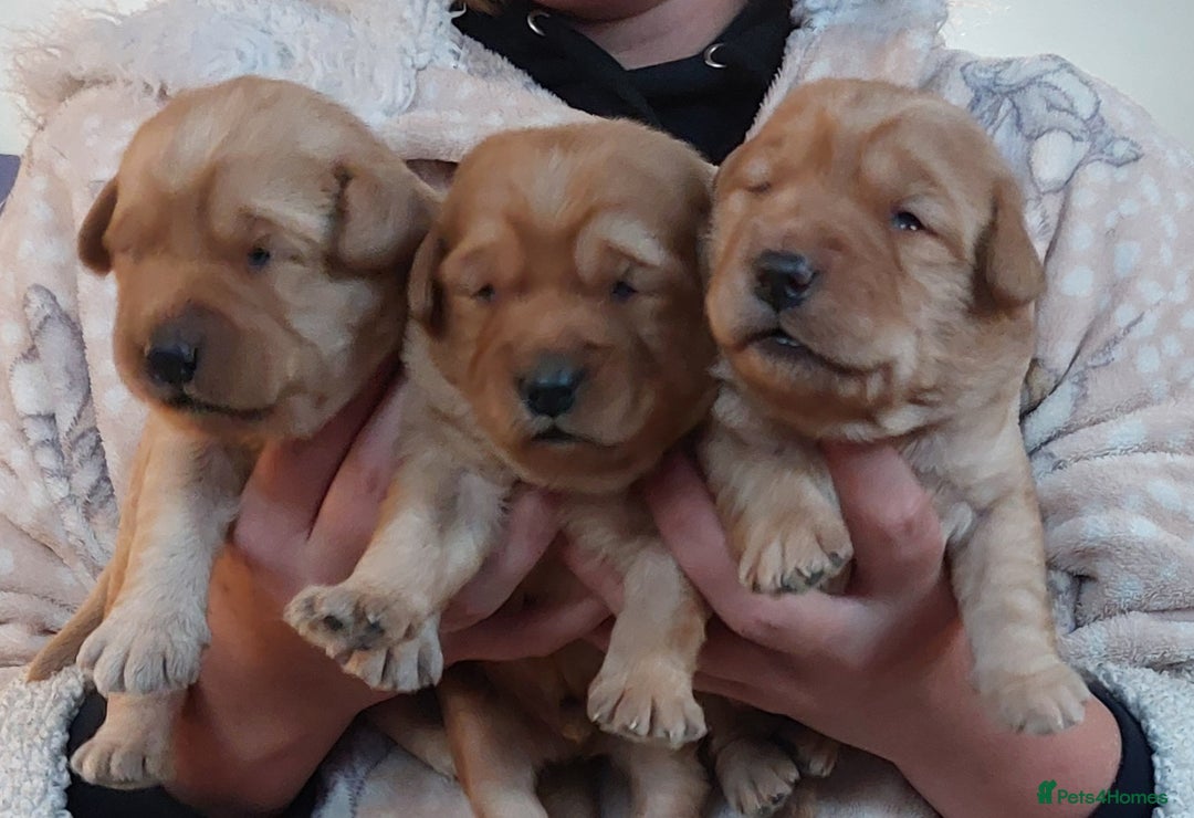 Labradoodle dogs for sale: Ready now gorgeous labradoodle puppies 3 boys - Image 16