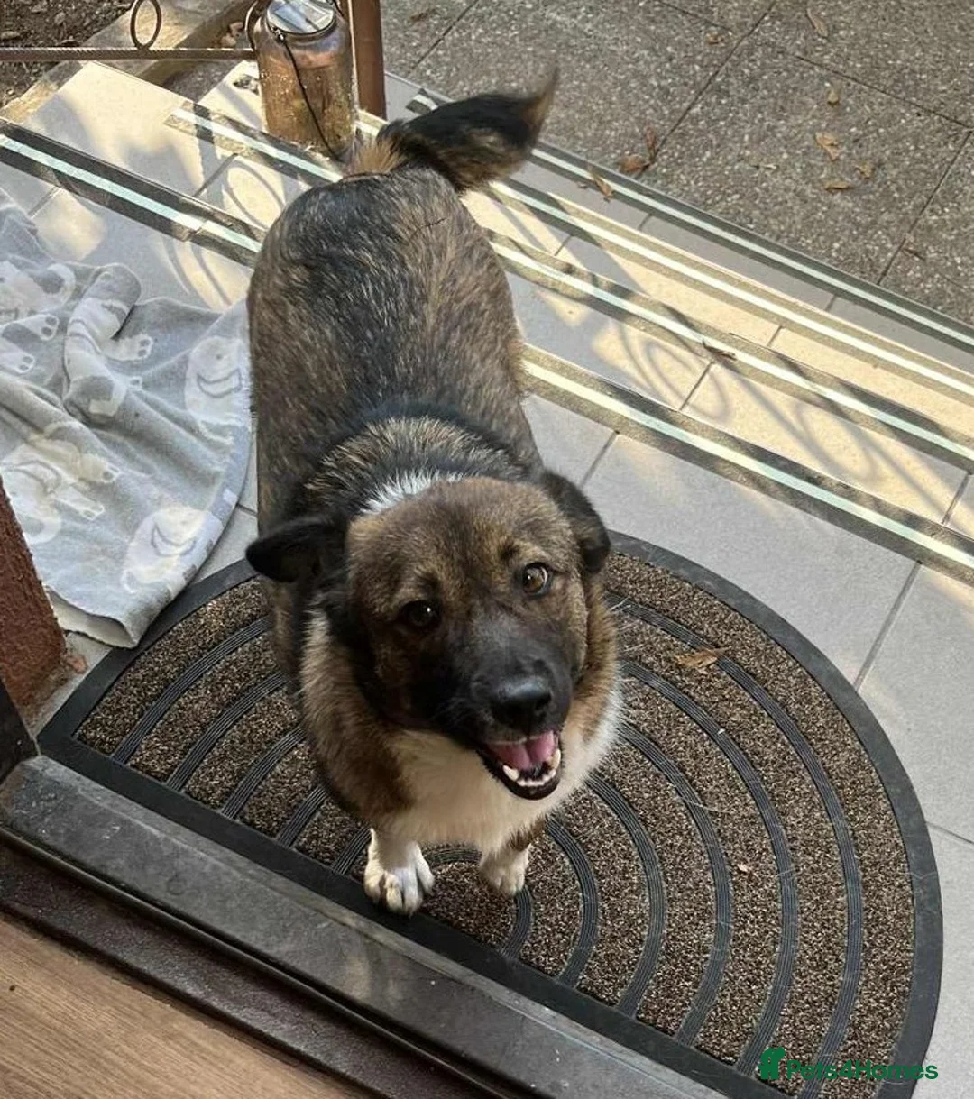 Mixed Breed dogs for adoption: BELLA -  a superb little girl, for a Loving Home - Advert 5