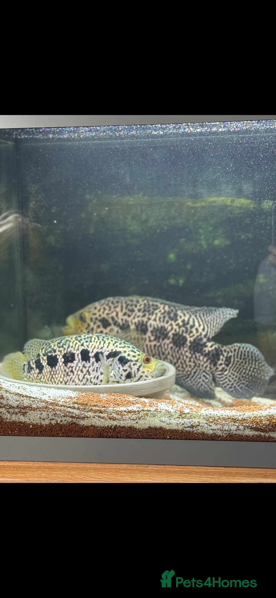 Cichlids fish for sale:  9.5 inch female jaguar cichlid  - Advert 3