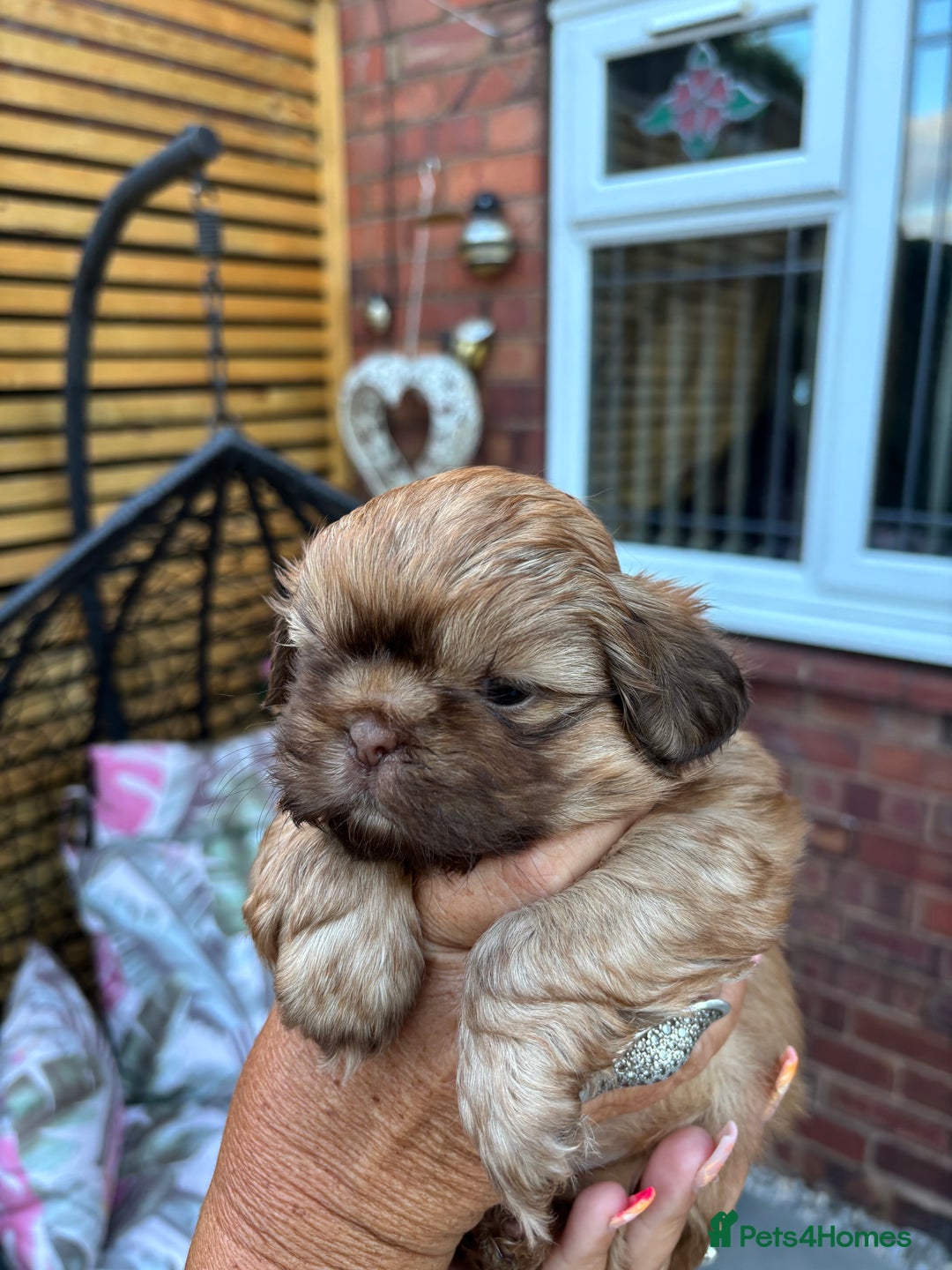 Shih Tzu dogs for sale: Shihtzu imperial  - Image 10