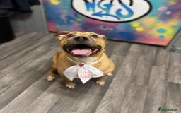 American Bully dogs for sale: Rehoming my male (4) and female (5) - Image 2