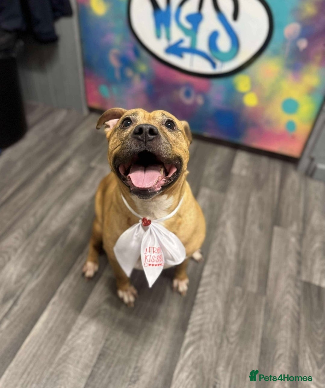 American Bully dogs for sale: Rehoming my male (4) and female (5) - Image 2