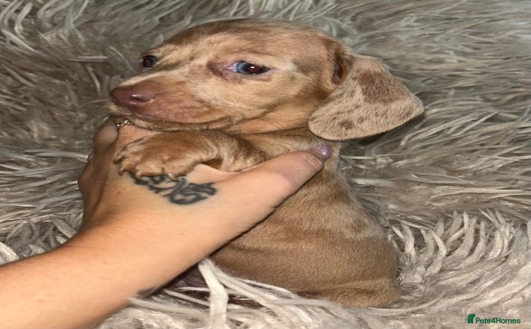 Miniature Dachshund dogs - Advert 2