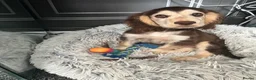 Cocker Spaniel dogs for sale: Show cocker spaniels fully vaccinated  - Advert 11