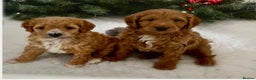 Cavapoo dogs for sale: Australian Cavapoo ! Full panel DNA Tested  - Advert 1