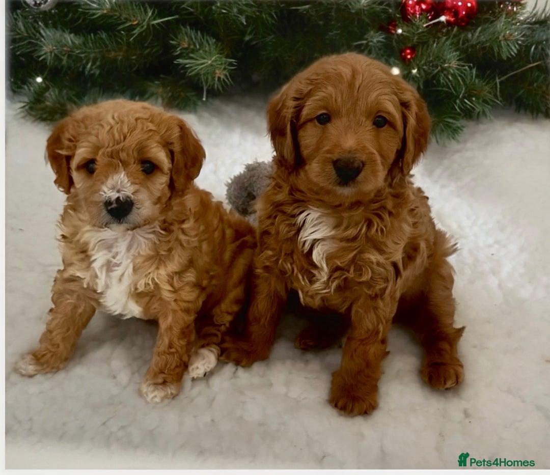 Cavapoo dogs for sale: Australian Cavapoo ! Full panel DNA Tested  - Advert 1