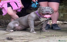 American Bully dogs for sale: Pocket bully puppies ready to go. - Image 2