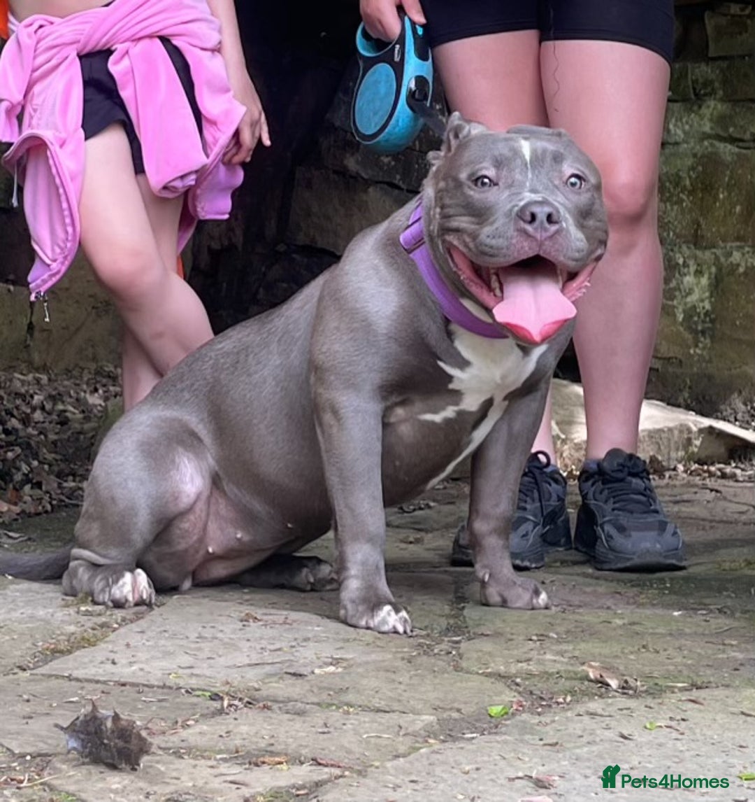American Bully dogs for sale: Pocket bully puppies ready to go. - Image 2