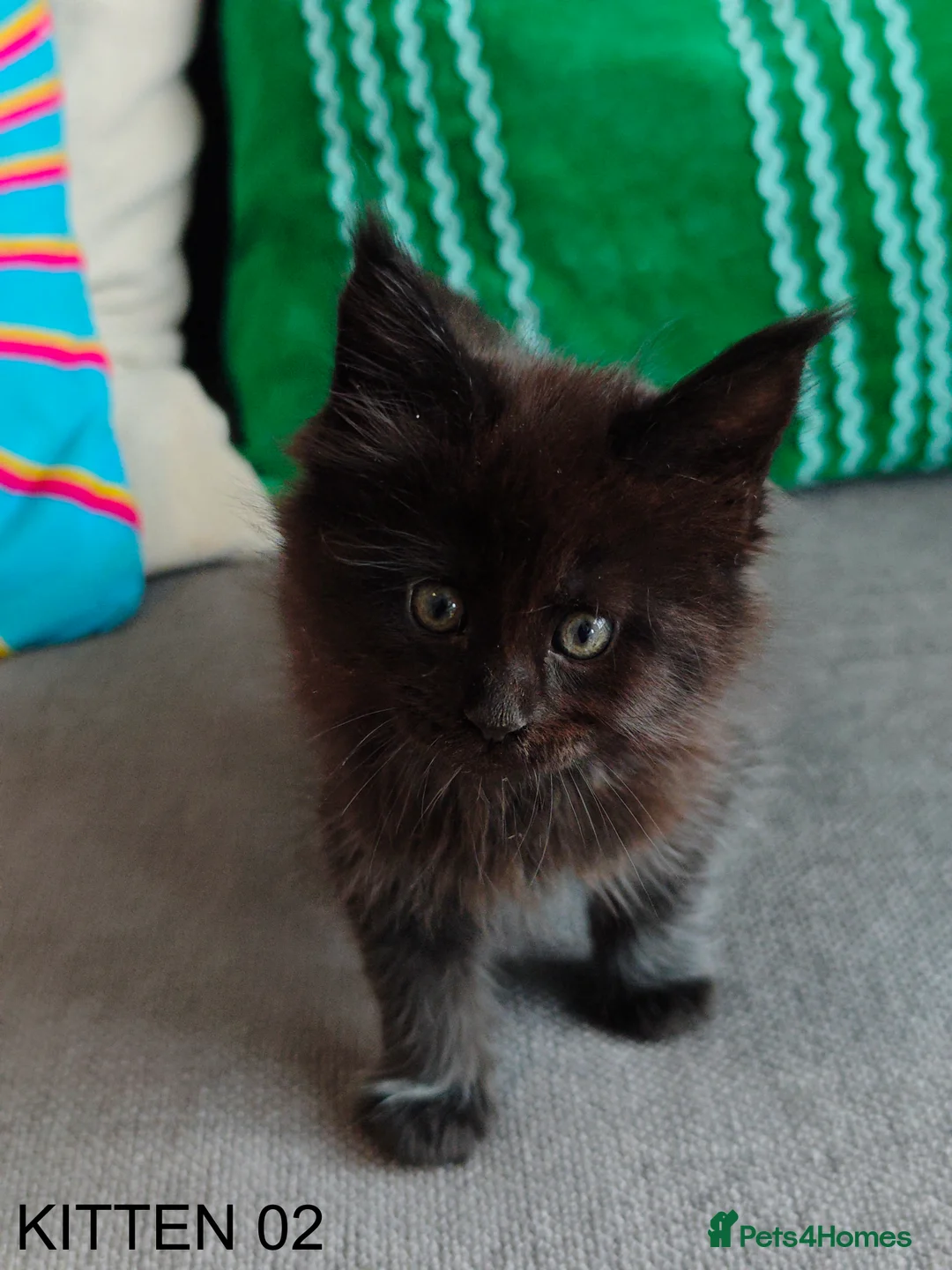 Maine Coon cats for sale: PURE BREED MAINE COON KITTENS READY EARLY MARCH - Advert 13