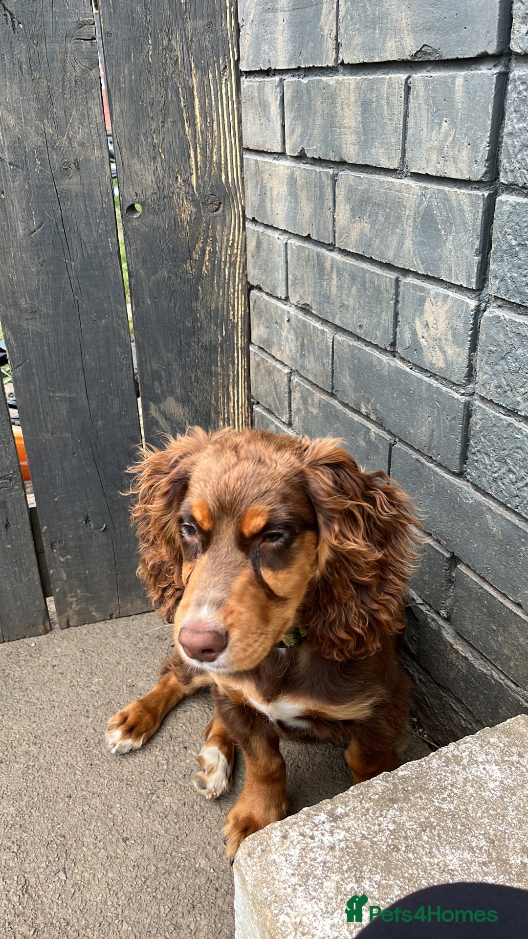 Cocker Spaniel dogs for sale: Cocker Spaniel - Image 6