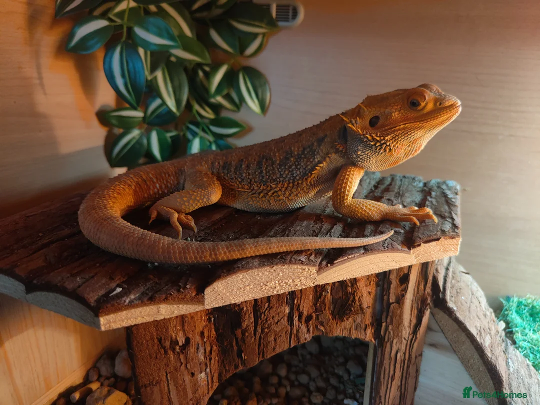 Bearded Dragon reptiles for sale: bearded dragon called smegy for sale in Havant - Advert 3