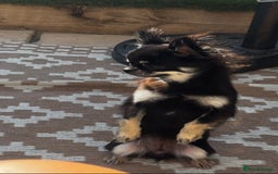 Chihuahua dogs for sale: KC Registered L/C Chihuahuas - Image 9