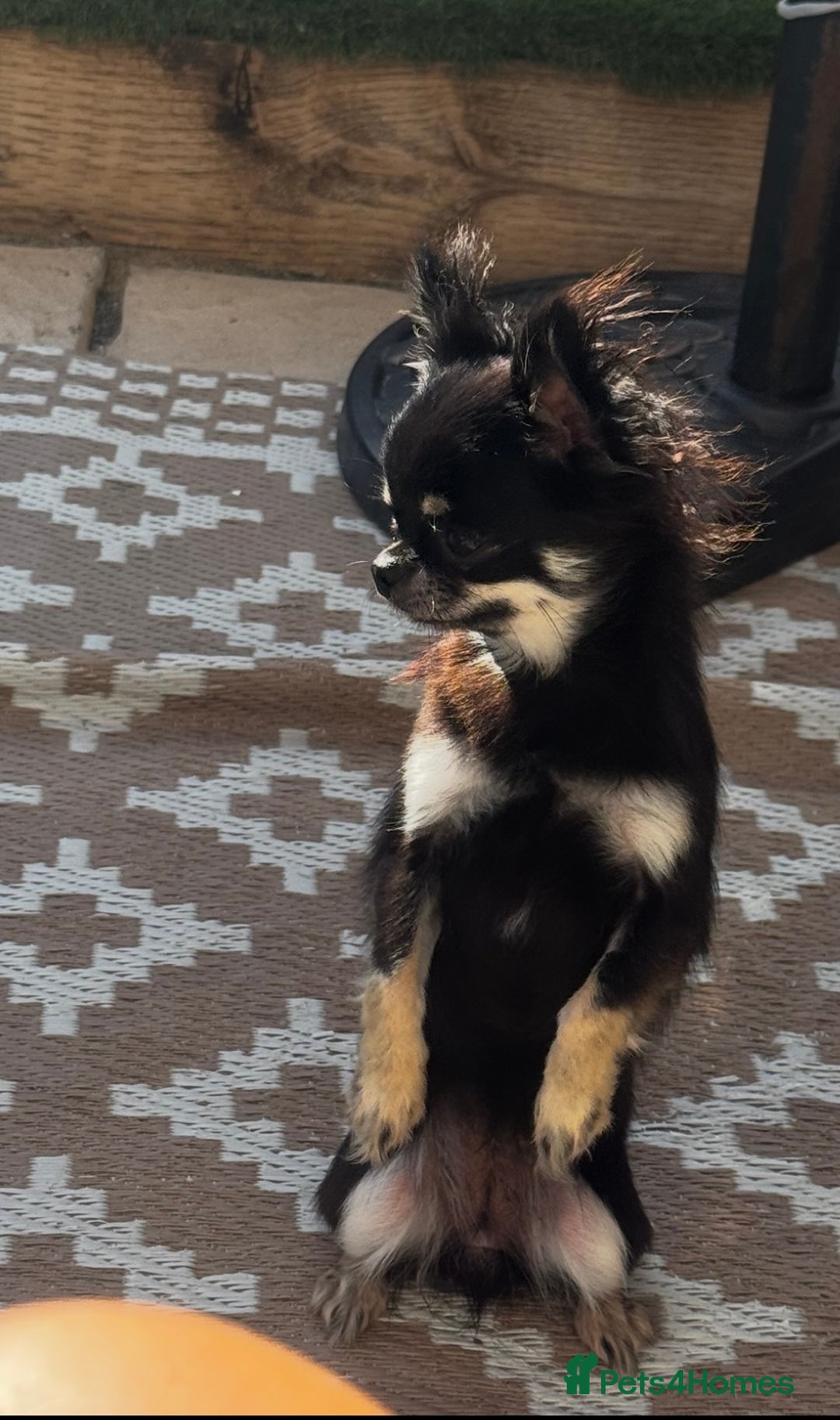 Chihuahua dogs for sale: KC Registered L/C Chihuahuas - Image 9
