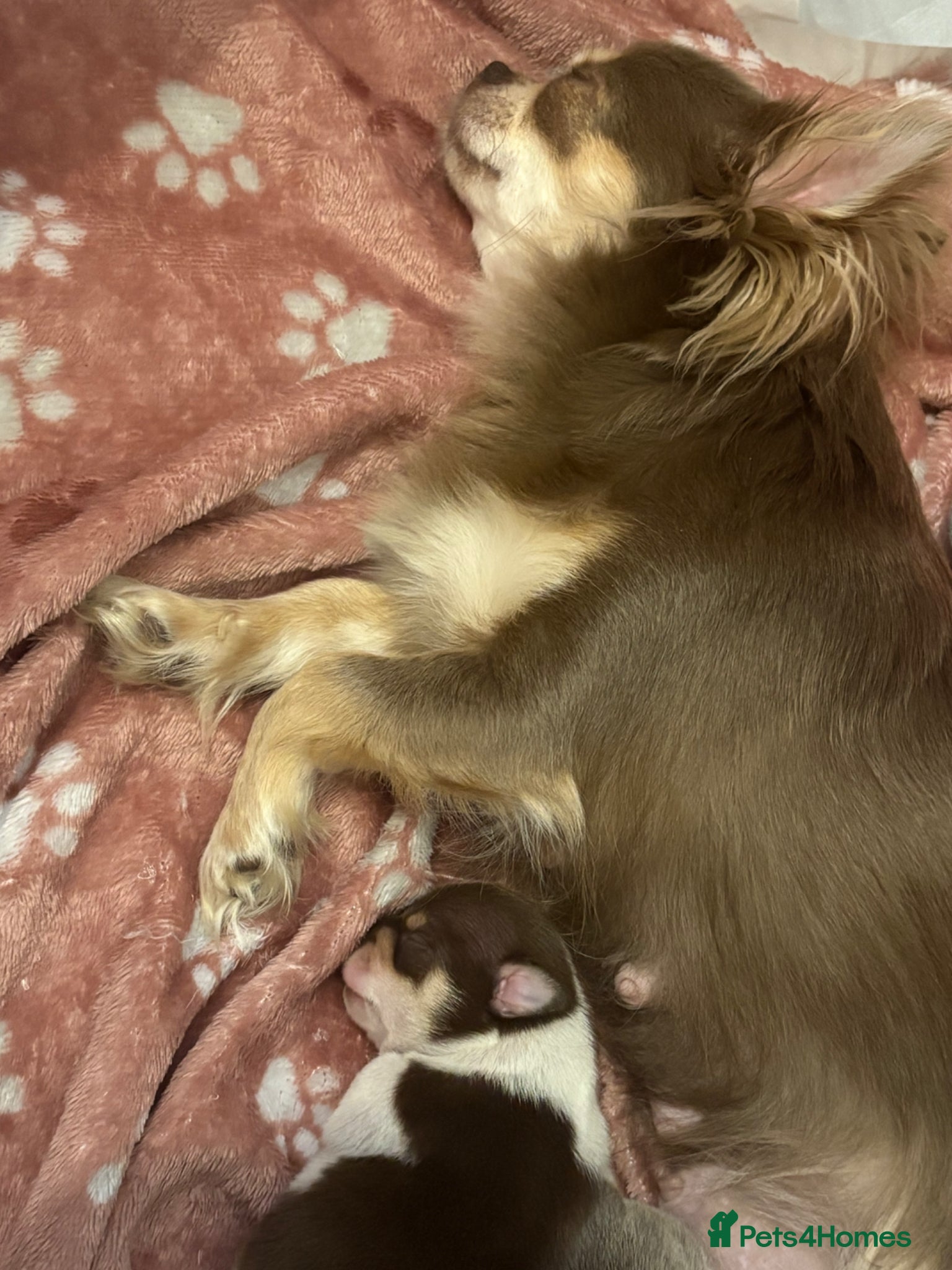 Chihuahua dogs for sale: Lilac Parti & choc tan parti Chihuahuas  - Advert 5