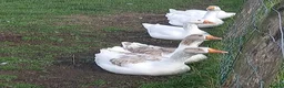 Geese poultry for sale: Young Geese for Sale - Advert 8