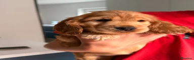 Cocker Spaniel 3