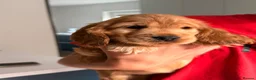Cocker Spaniel dogs for sale: 🐾 1 LITTLE BOY LEFT KC Registered Show Cocker 🐾  - Advert 21