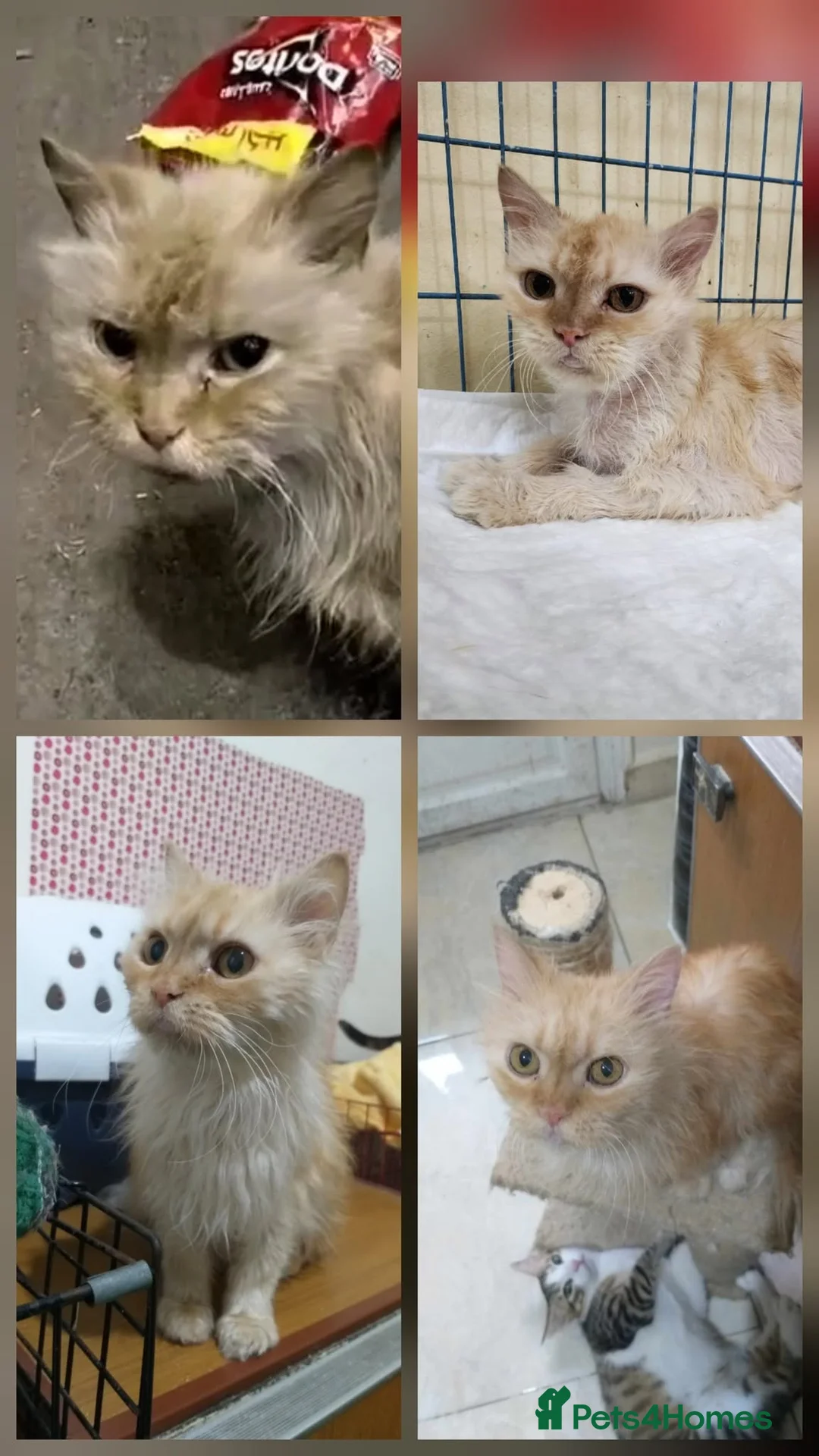 Mixed Breed cats for adoption: Cuddly Georgette would love a home of her own - Advert 4
