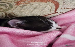 Domestic Shorthair cats for sale: Male kitten  - Image 3