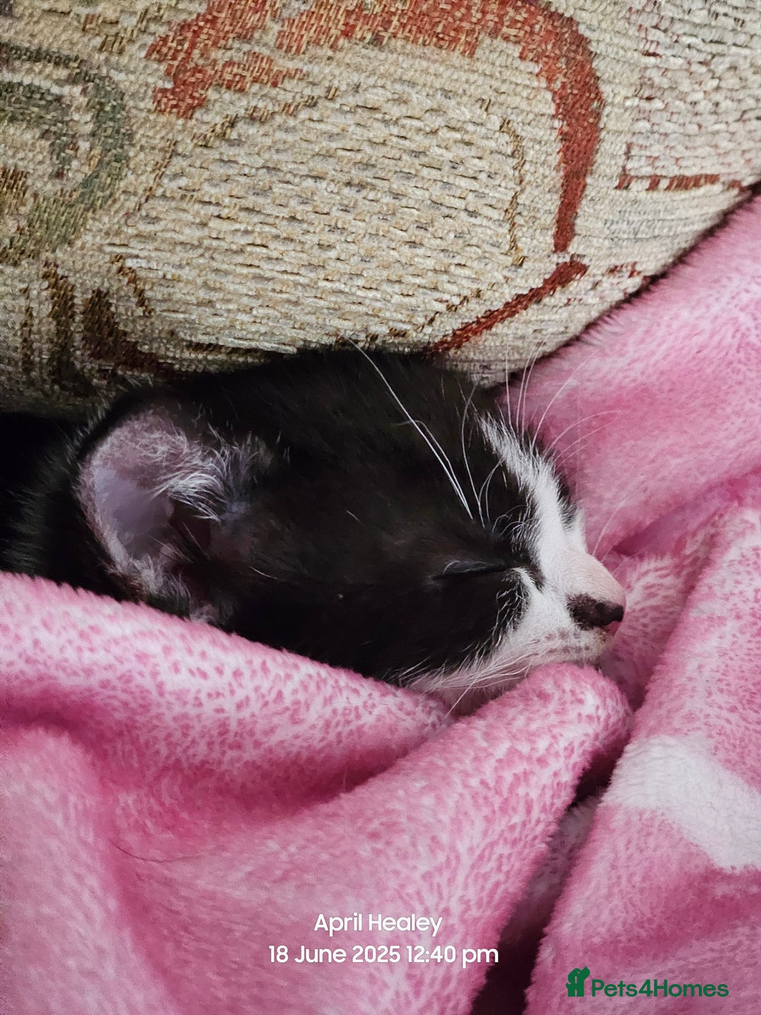 Domestic Shorthair cats for sale: Male kitten  - Image 3