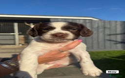 English Springer Spaniel dogs for sale: ✨ Working English Springer Spaniel Puppies ✨ - Image 14