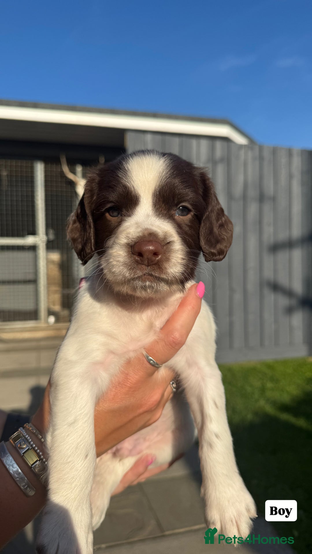 English Springer Spaniel dogs for sale: ✨ Working English Springer Spaniel Puppies ✨ - Image 14
