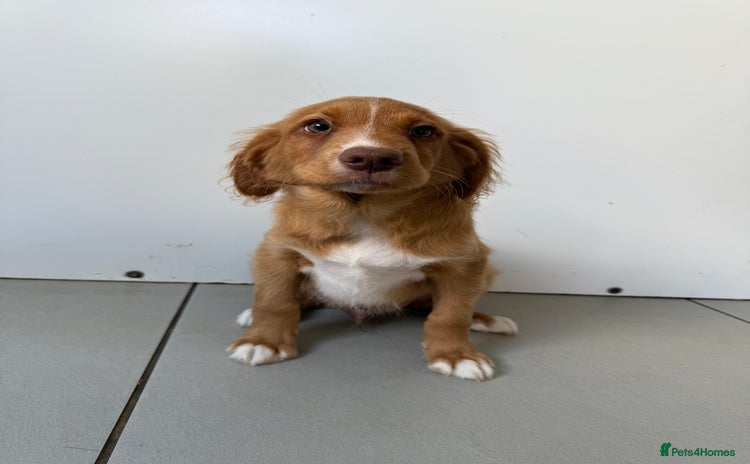 Nova Scotia Duck Tolling Retriever dogs - Advert 1