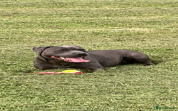 Staffordshire Bull Terrier dogs for sale: Beautiful blue staffy pups excellent pedigree  - Image 20