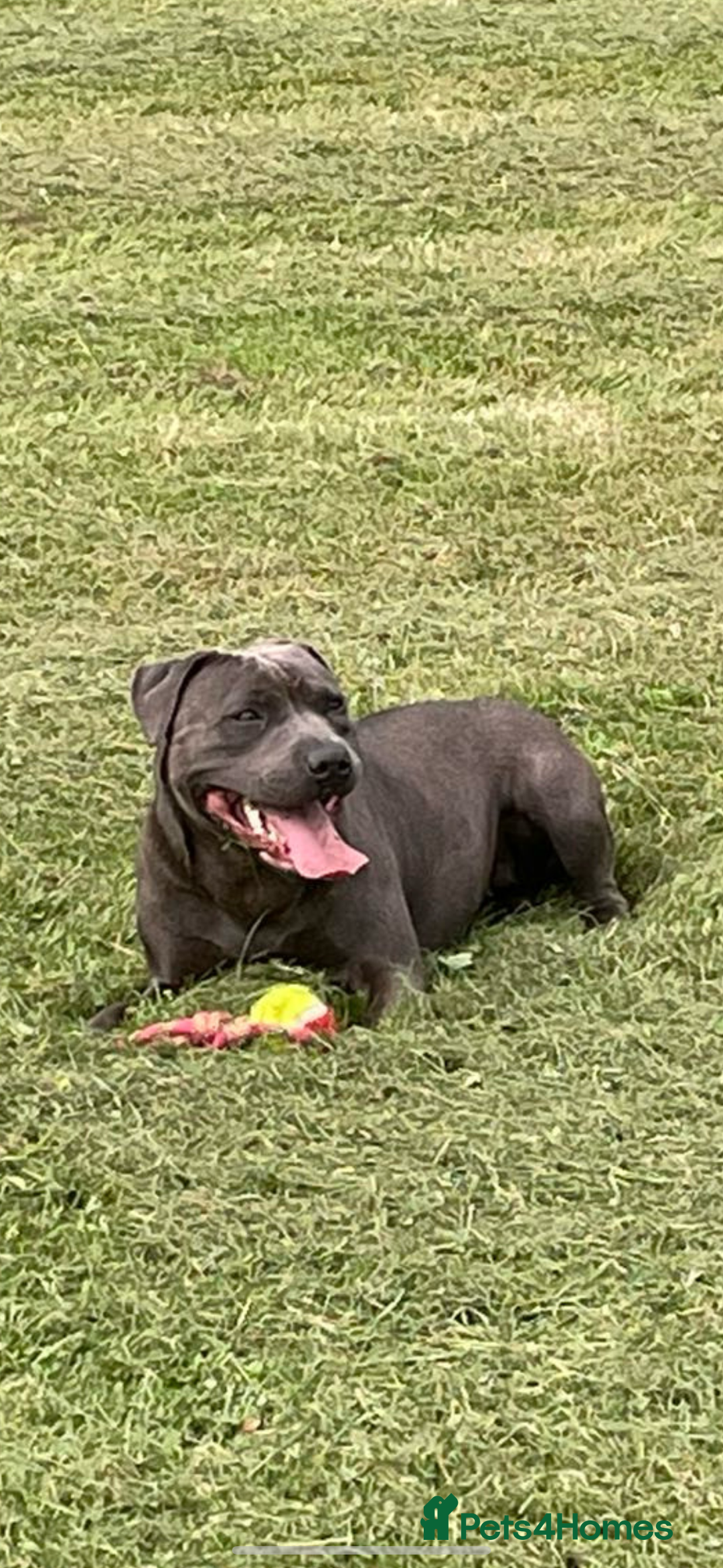 Staffordshire Bull Terrier dogs for sale: Beautiful blue staffy pups excellent pedigree  - Image 20