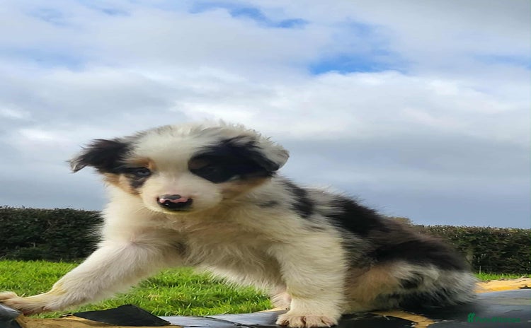 Mixed Breed dogs - Advert 9