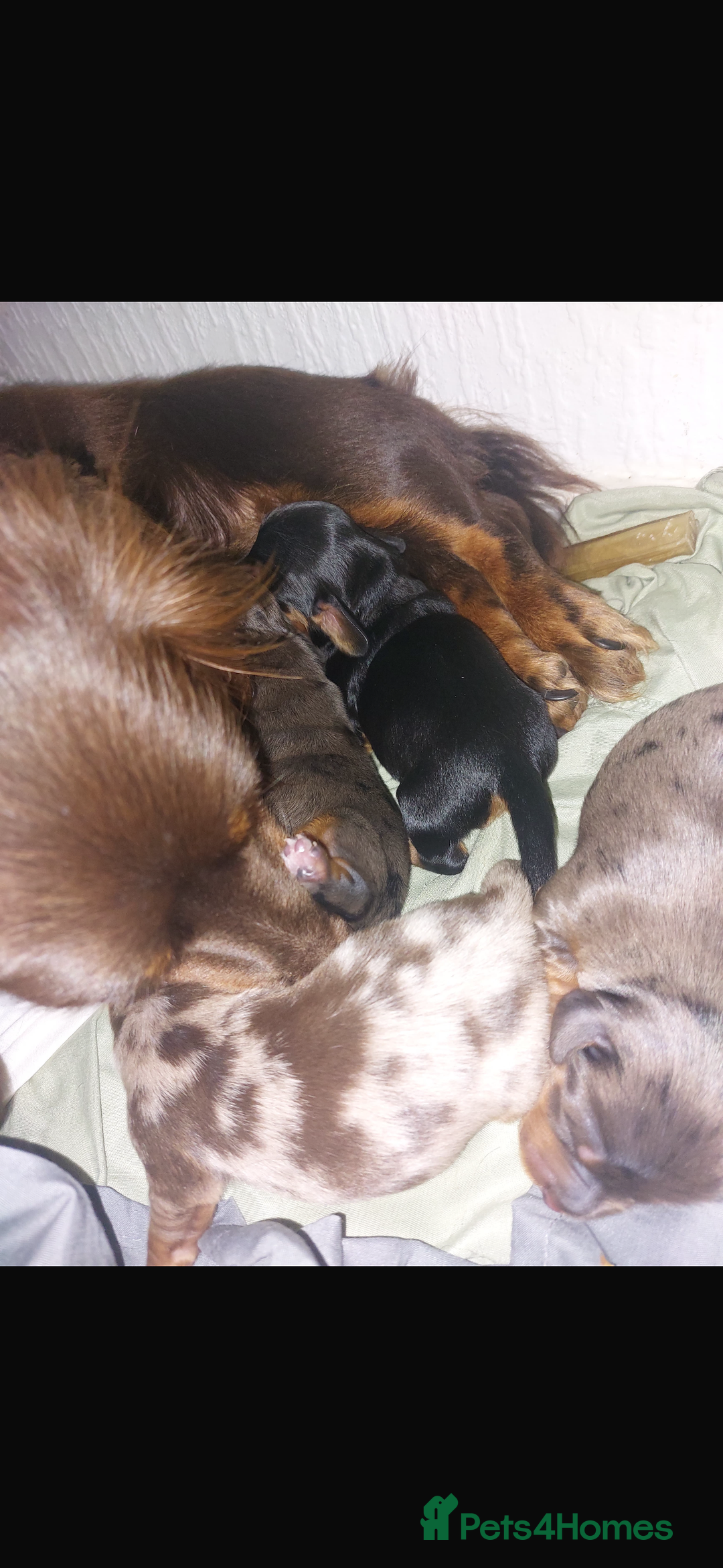 Dachshund dogs for sale: Dachshund pups kc registed - Advert 3