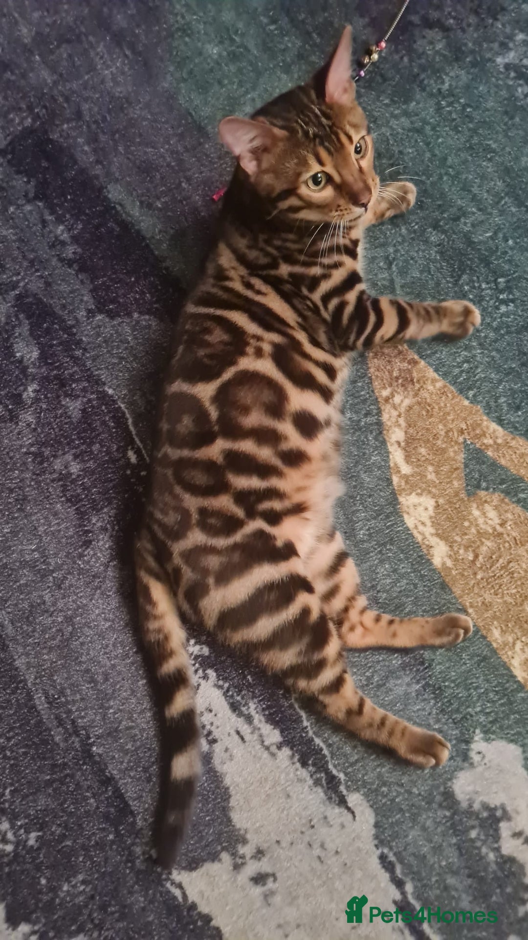 Bengal cats for sale: Gorgeous Pure Bengal Kittens Ready To Go! ❤️ - Image 28